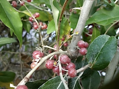 Gumi-Beeren